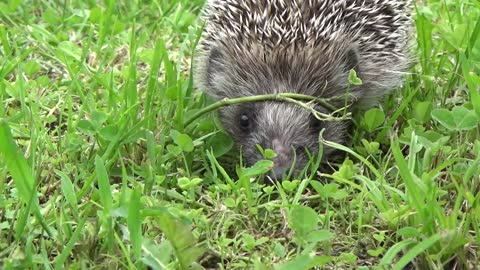 Cute Hedgehog!!
