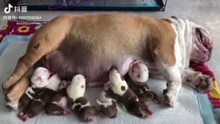 Cute baby animals Compilation cute moment