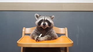 Raccoon chews on treat while sitting at a baby table