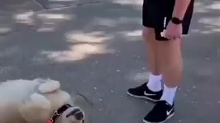 Dog Refusing to go home