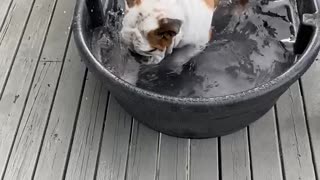 Bulldog swim