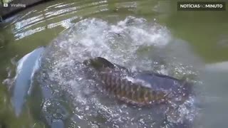 Peixe gigante pega comida da mão de homem