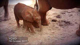 Mamá elefante lleva a presentar a su bebé al hombre que le salvó la vida 21 años atrás