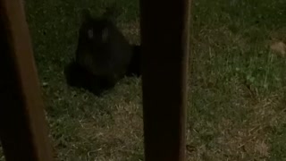 Psycho Black Cat Attacks Tommy