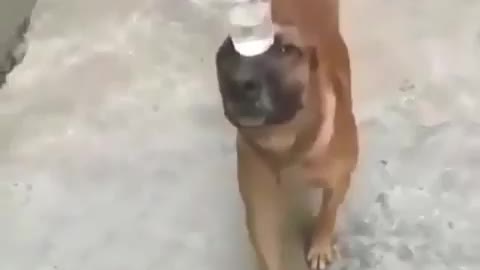 Dog hilariously balances a cup a water in head to impress his owner