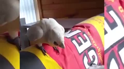 parrot teasing the dog 😂😂🤣🤣🤦‍♂️ 🐶