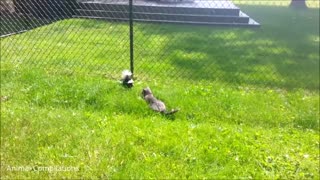 Baby Skunks Trying To Spray COMPILATION