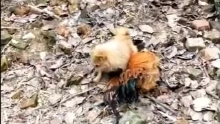Fight between chicken and doggy