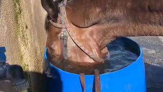 Horse Wants to be a Fish