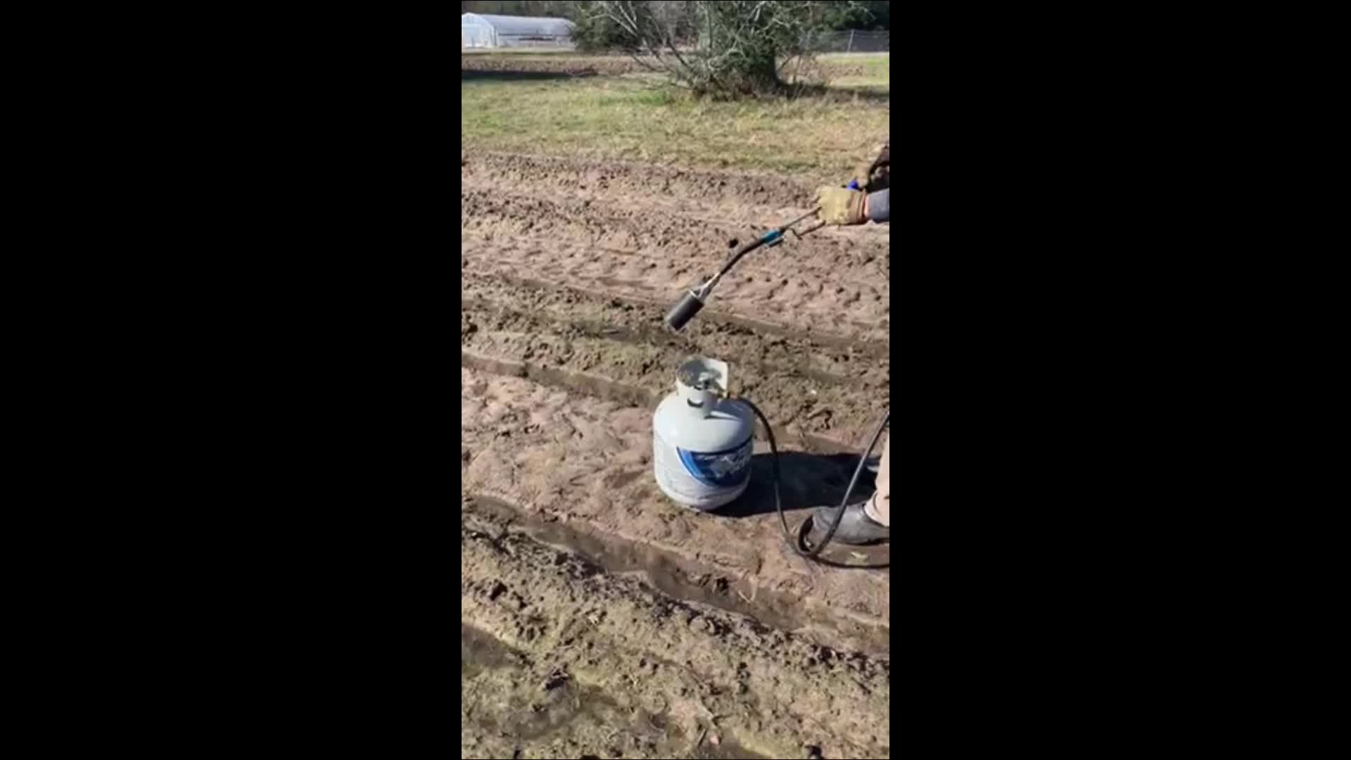 sweet-corn-germination