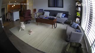 Dog camera hilariously captures this pup's home alone antics