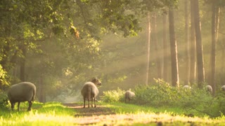 sheep morning sunray nature