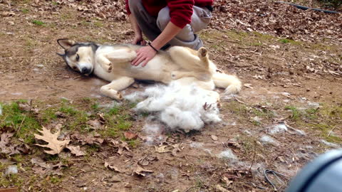 Time lapse proves that grooming a Husky is no easy task