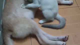 Caring Kitty Massages Sleeping Pal