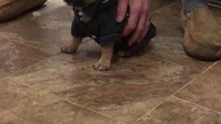 Frenchie puppy struggles to balance in new hoodie