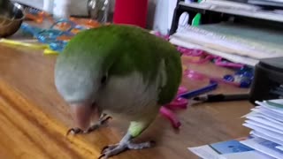 Compilation of parrots throwing items to the ground