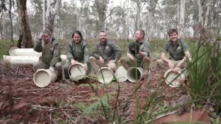 Ecologistas buscan reintroducir demonios de Tasmania en Australia continental