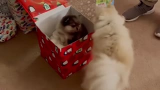 Dog Receives a Puppy as a Gift