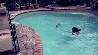 Swimming Pup - Ginger Swims across the pool