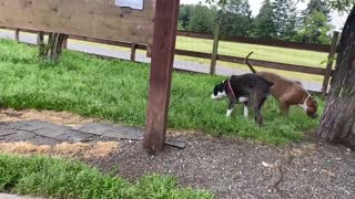 German Shepherd Attack Pitbull [OFF LEASH DOG PARK] Part 1