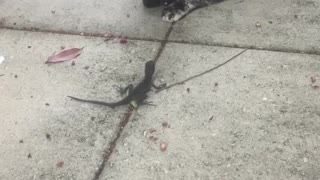 Confused cat tries to befriend wild lizard
