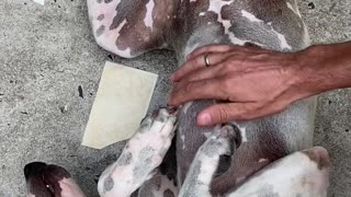 Dogs like belly rubs