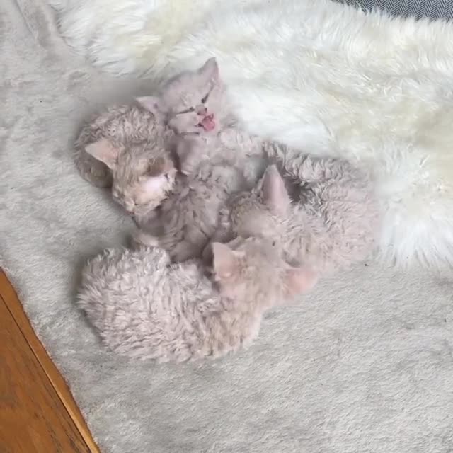super fluffy kittens