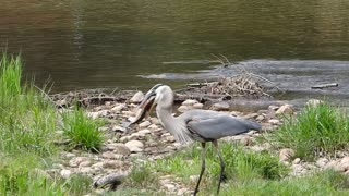 Trout goes down smooth and easy when great blue heron catches it!