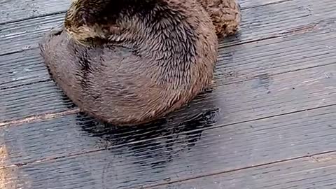 Watch mother otter puts her baby back onto the dock