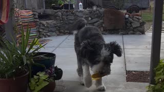 Sheepadoodle "Sully" Playing in the yard