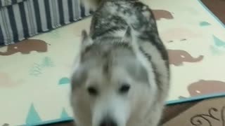 Adorable husky engages his owner for zoomies