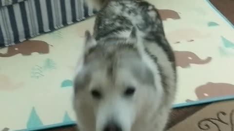 Adorable husky engages his owner for zoomies