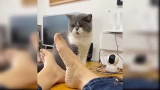 watch funny cats videos