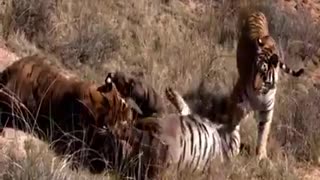 The battle between two ferocious tigers