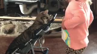 Kitten in Stroller Plays with Toddler