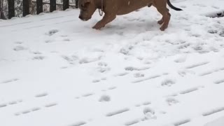 Pitbull Puppy Plays in Snow for First Time
