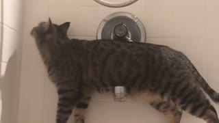 Cat Saves Himself From Falling in Bathtub