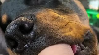 Rottweiler suckles on owner's finger like a giant puppy