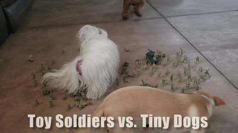 Toy Soldier vs. CoolWag Tiny Dogs