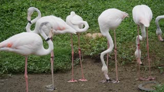 Beautiful Long Leg Flamingos