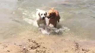 Puppies playing in the river
