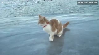 Gato fica confuso ao ver chão congelado pela primeira vez