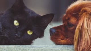 Dog breathes on cat