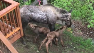 Moose Mom Feeds Hungry Calves Behind House