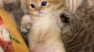 Cute Little Kittens Cuddling Together