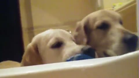 Golden Retrievers invade owner's privacy during bath time