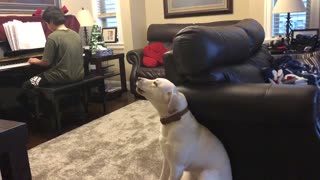 Singing puppy can't stop howling along to piano practice