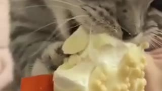 Cute Cat Consumes Ice Cream