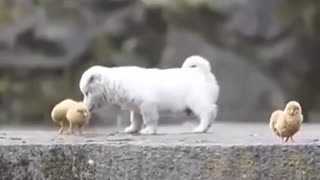 Full Video Cute Puppy Playing with Chickens