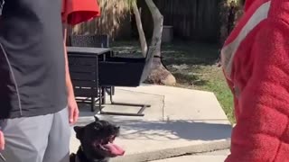 Interessant Dog Training video